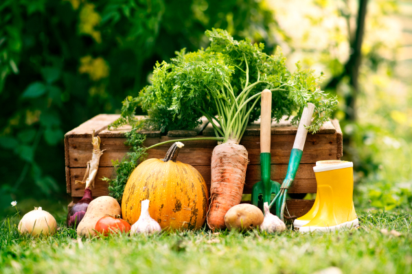 Harvest of fresh vegetables, garden tools and wellies in the garden. Close up.