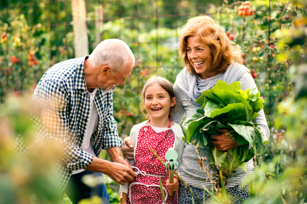 Happy healthy senior couple with their grandaughter harvesting vegetables on allotment. Man, woman and a small girl gardening.