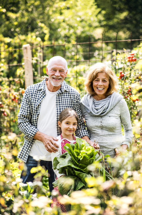 Happy healthy senior couple with their granddaughter harvesting vegetables on allotment. Man, woman and a small girl gardening.