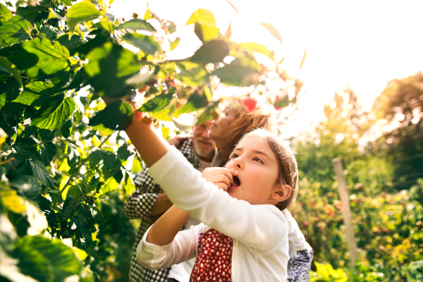 Happy healthy senior couple with their grandaughter harvesting vegetables on allotment. Man, woman and a small girl gardening and picking raspberries.