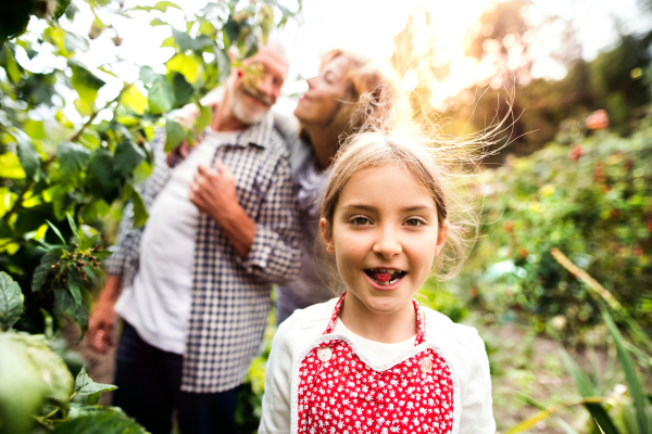 Happy healthy senior couple with their grandaughter harvesting vegetables on allotment. Man, woman and a small girl gardening.