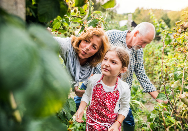 Happy healthy senior couple with their granddaughter harvesting vegetables on allotment. Man, woman and a small girl gardening.