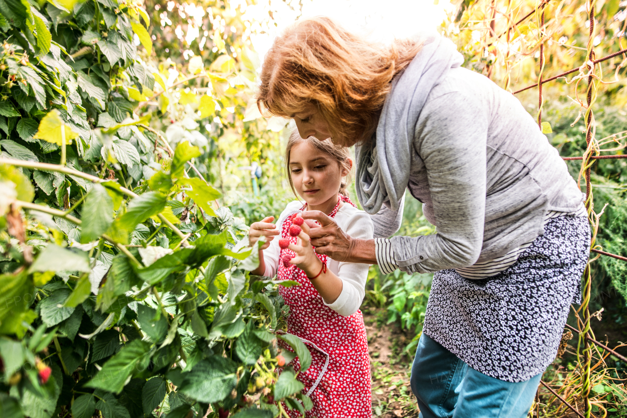 Happy healthy senior woman with her granddaughter harvesting vegetables on allotment. Woman and a small girl picking raspberries.