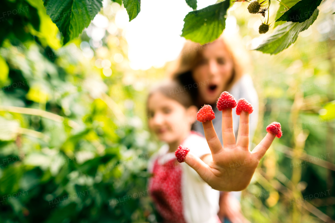 Happy healthy senior woman with her grandaughter harvesting vegetables on allotment. Woman and a small girl gardening. Close up.