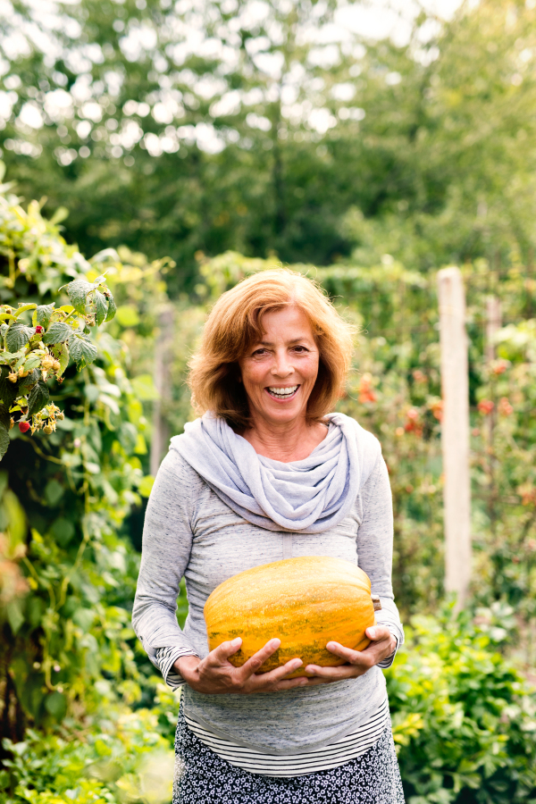 Happy healthy senior woman harvesting vegetables on allotment. Woman gardening.