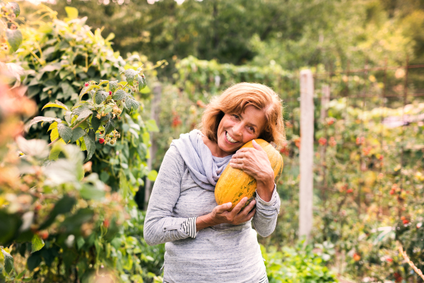 Happy healthy senior woman harvesting vegetables on allotment. Woman gardening.