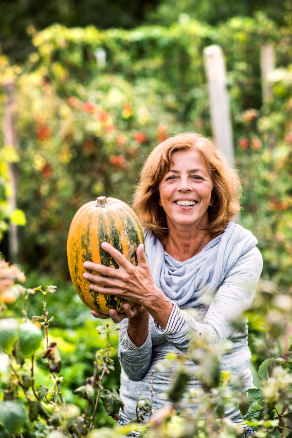 Happy healthy senior woman harvesting vegetables on allotment. Woman gardening.