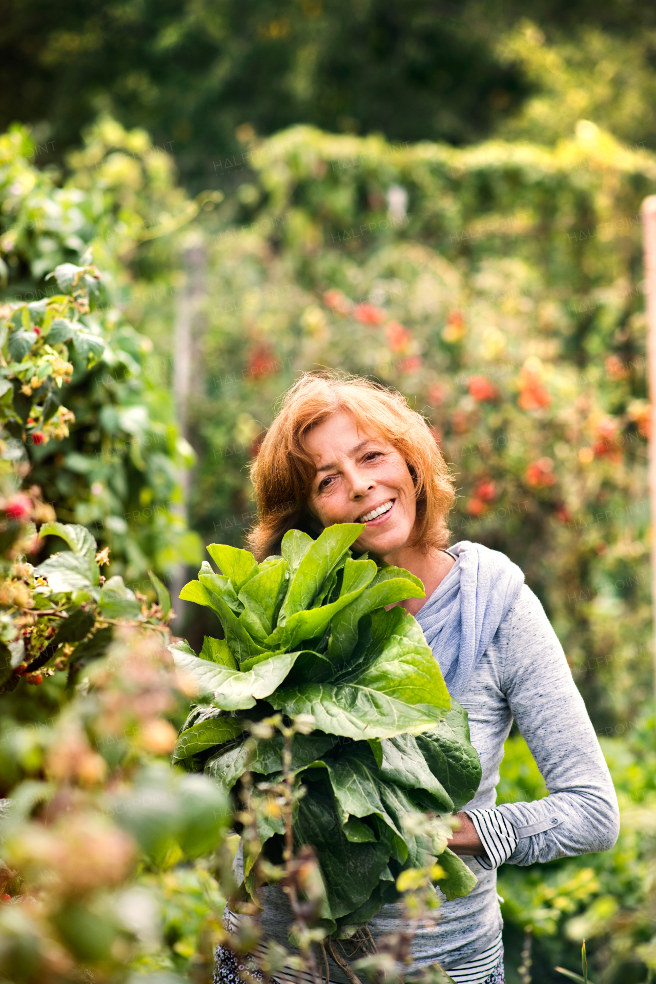 Happy healthy senior woman harvesting vegetables on allotment. Woman gardening.