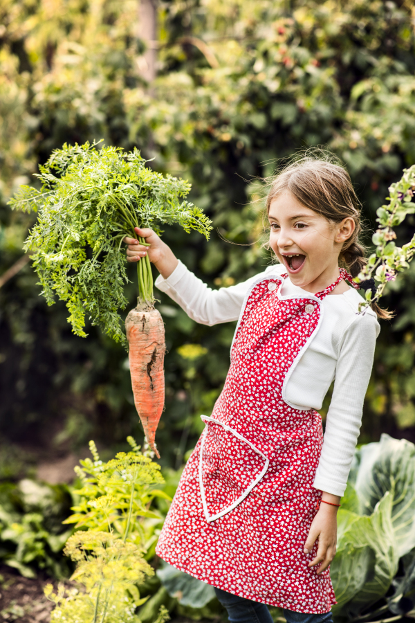 A small girl harvesting vegetables on allotment. Girl gardening, holding big carrot.