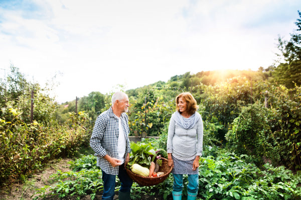 Happy healthy senior couple harvesting vegetables on allotment. Man and woman gardening.