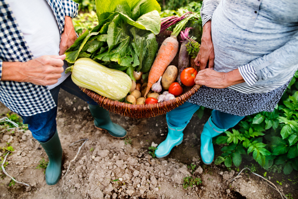 Unrecognizable senior couple harvesting vegetables on allotment. Man and woman gardening.