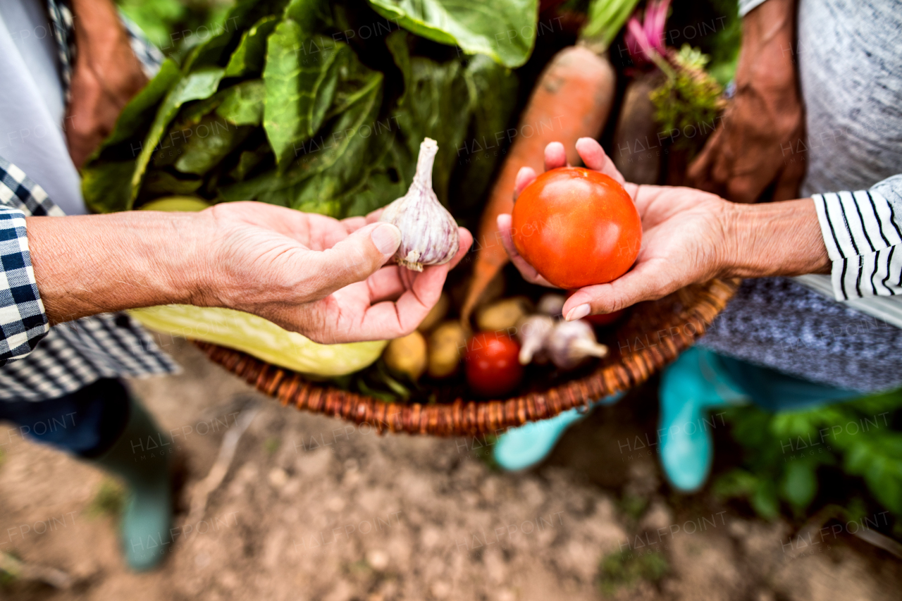 Unrecognizable senior couple harvesting vegetables on allotment. Man and woman gardening.