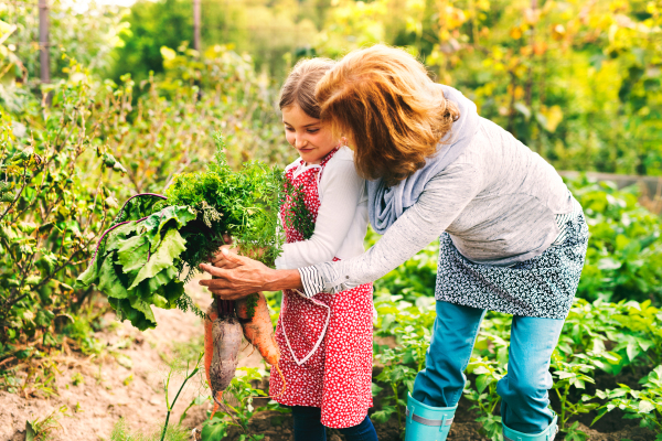 Happy healthy senior woman with her grandaughter harvesting vegetables on allotment. Woman and a small girl gardening.