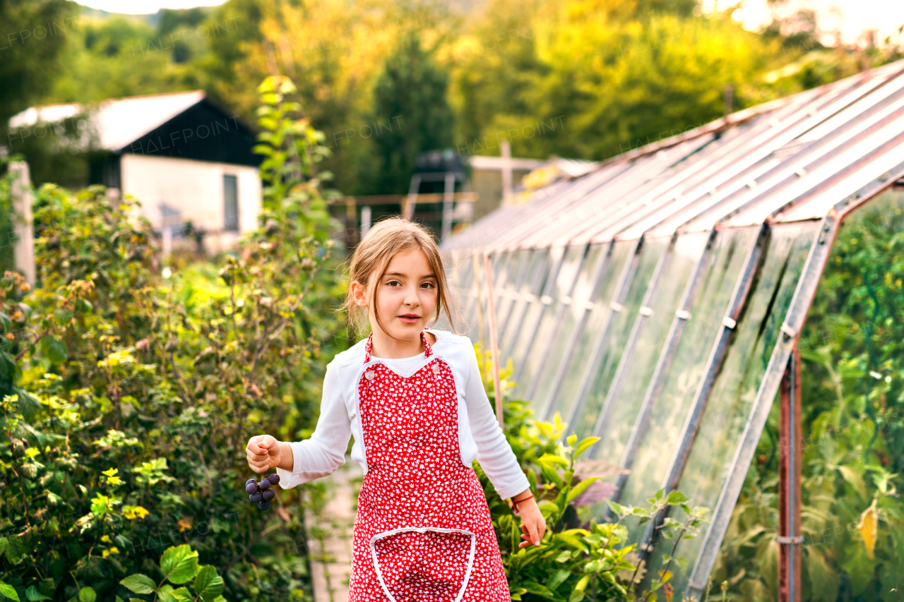 Small girl harvesting vegetables on allotment. Girl gardening, holding grapes.