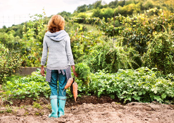 Happy healthy senior woman harvesting vegetables on allotment. Woman gardening. Rear view.