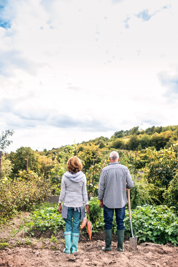 Happy healthy senior couple harvesting vegetables on allotment. Man and woman gardening. Rear view.