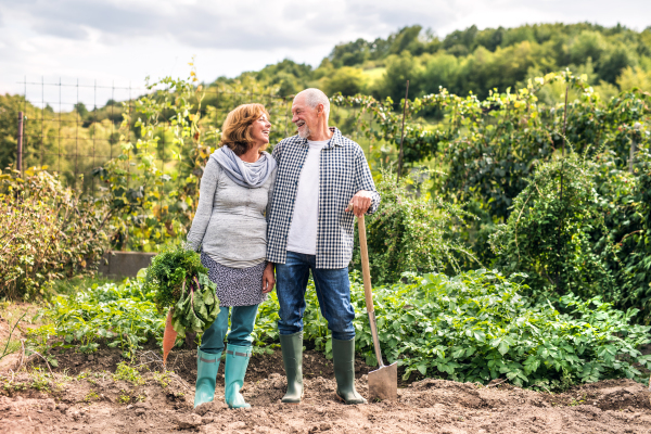 Happy healthy senior couple harvesting vegetables on allotment. Man and woman gardening.