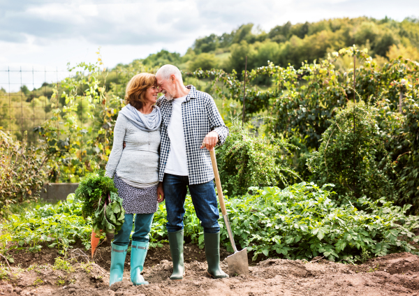 Happy healthy senior couple harvesting vegetables on allotment. Man and woman gardening.