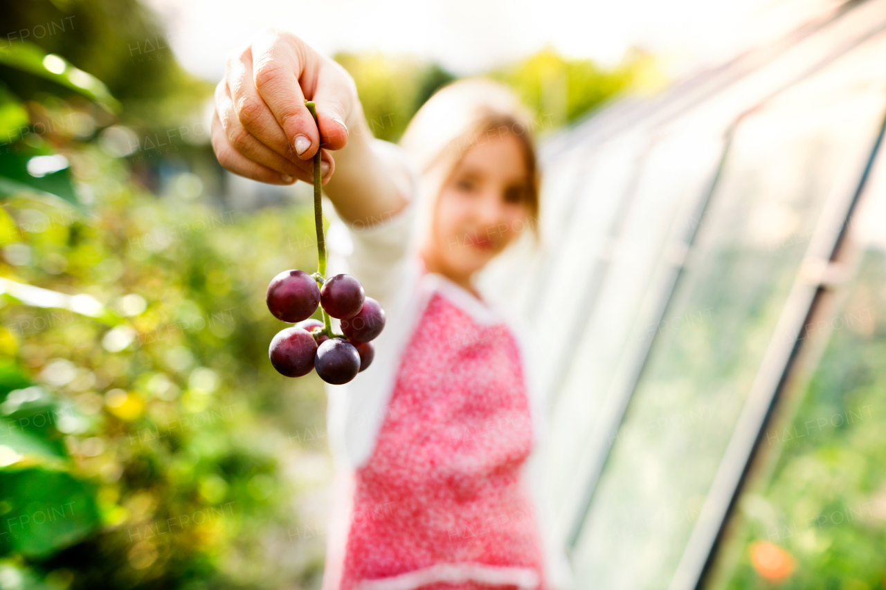 Small girl harvesting vegetables on allotment. Girl gardening, holding grapes. Close up.