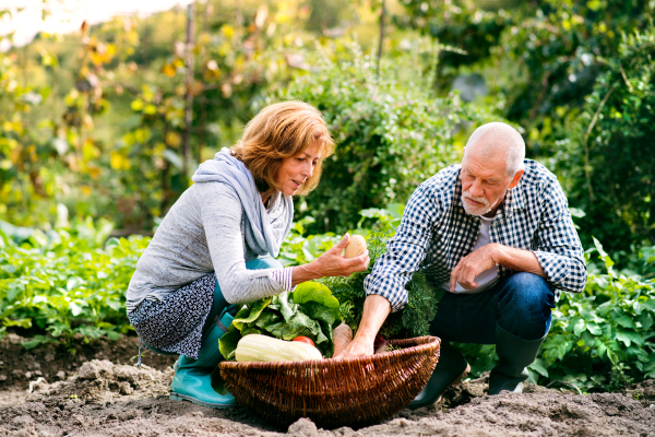 Happy healthy senior couple harvesting vegetables on allotment. Man and woman gardening.