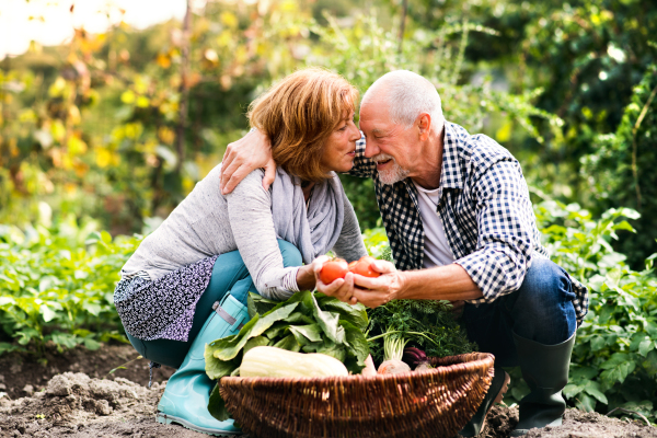 Happy healthy senior couple harvesting vegetables on allotment. Man and woman gardening.