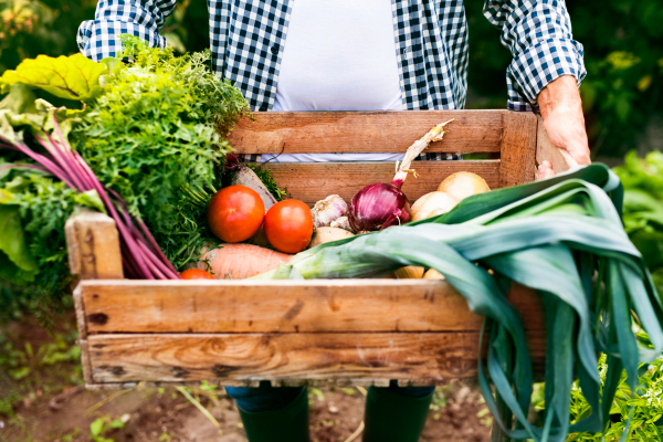 Unrecognizable senior man harvesting vegetables on allotment. Man gardening. Close up.