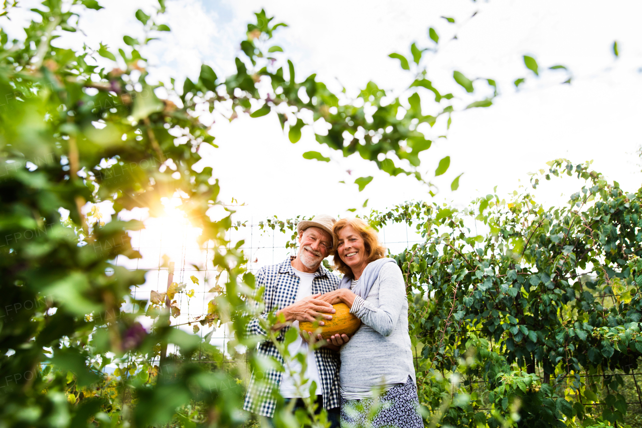 Happy healthy senior couple harvesting vegetables on allotment. Man and woman gardening.