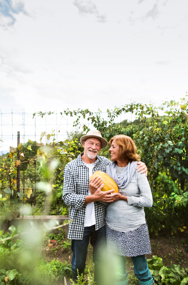 Happy healthy senior couple harvesting vegetables on allotment. Man and woman gardening.