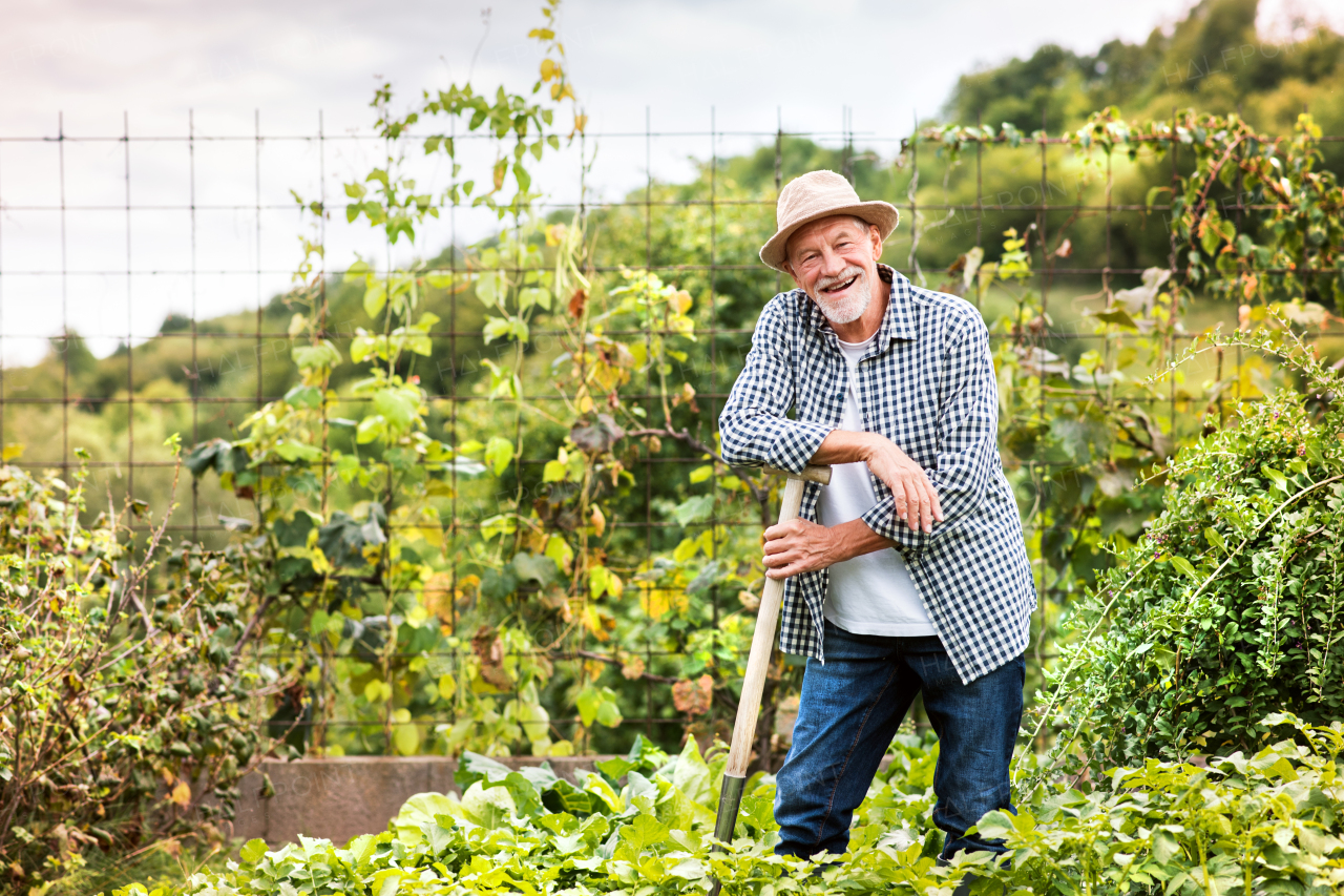 Happy healthy senior man harvesting vegetables on allotment. Man gardening.