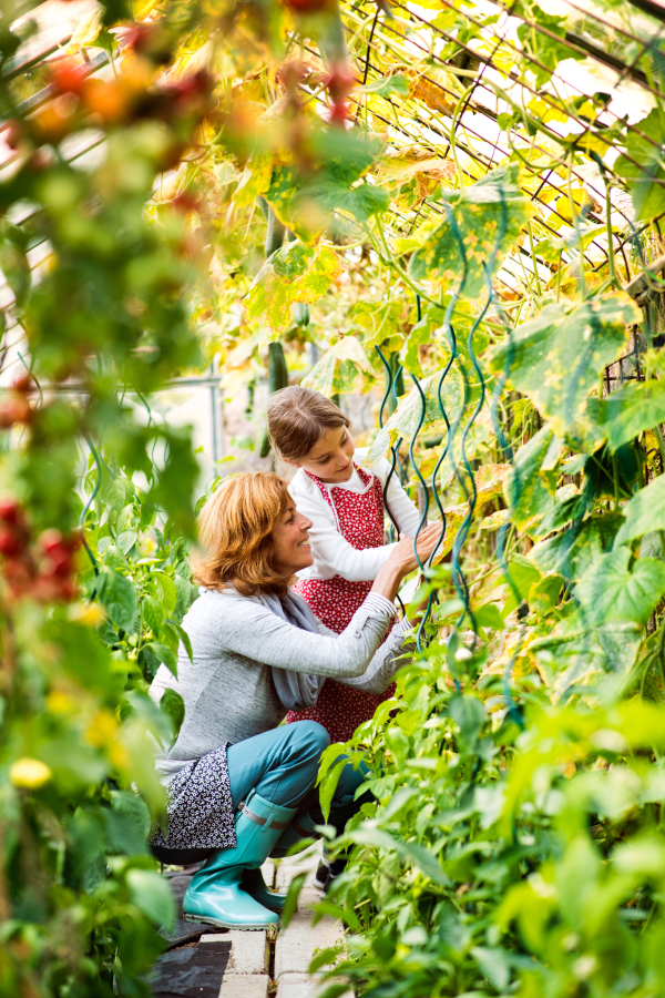 Happy healthy senior woman with her grandaughter harvesting vegetables in greenhouse. Woman and a small girl gardening.