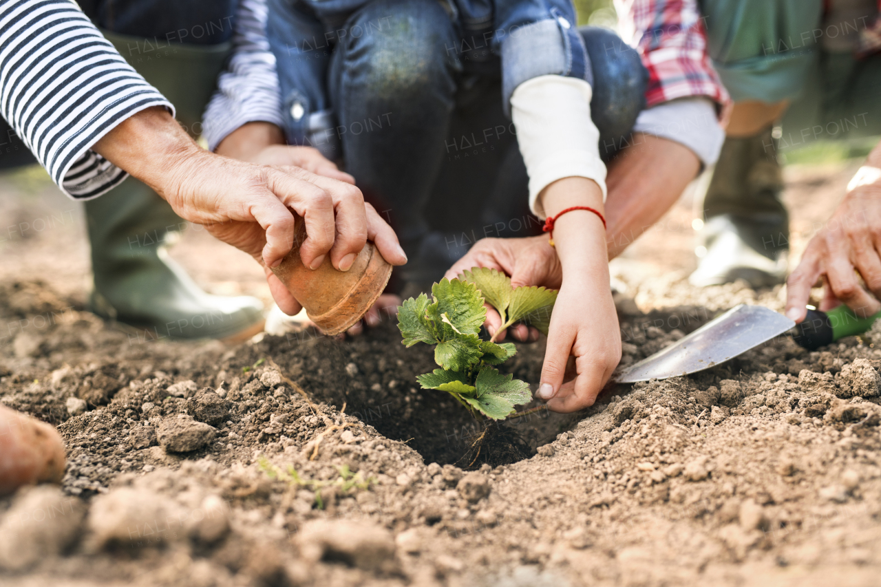 Unrecognizable senior couple with their granddaughter planting a seedling on allotment. Man, woman and a small girl gardening.