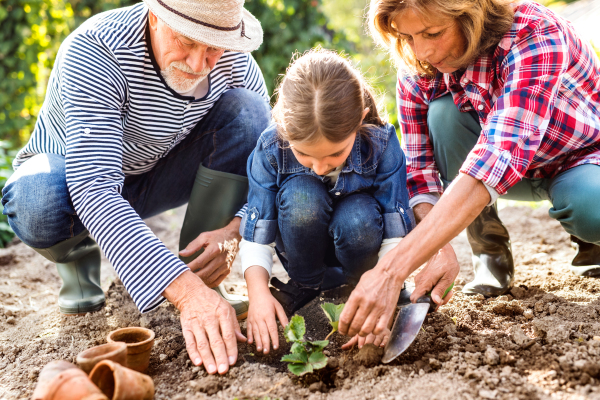 Happy healthy senior couple with their grandaughter planting a seedling on allotment. Man, woman and a small girl gardening.