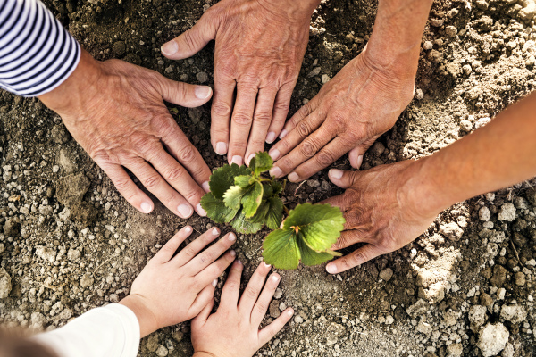 Hands of unrecognizable senior couple with their grandaughter planting a seedling on the allotment. Man, woman and a small girl gardening.