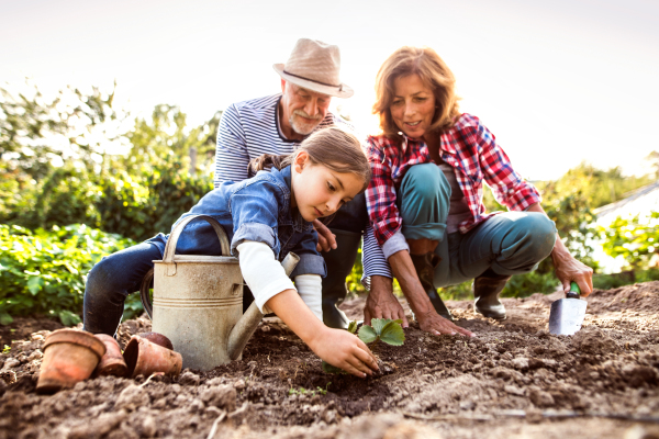 Happy healthy senior couple with their grandaughter planting a seedling on allotment. Man, woman and a small girl gardening.