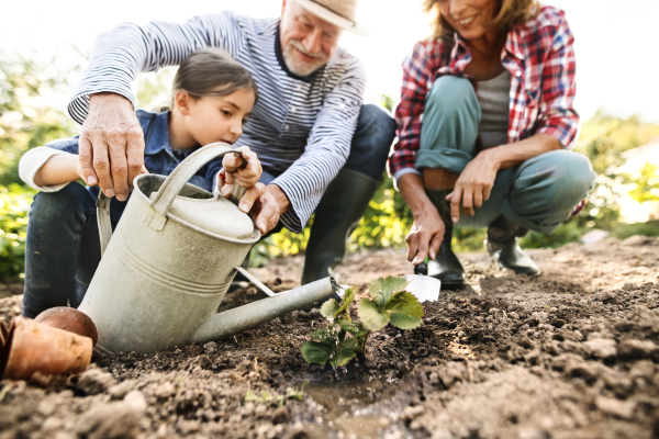 Happy healthy senior couple with their granddaughter planting a seedling on allotment. Man, woman and a small girl gardening.