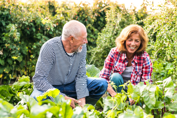 Happy healthy senior couple harvesting vegetables on allotment. Man and woman gardening.