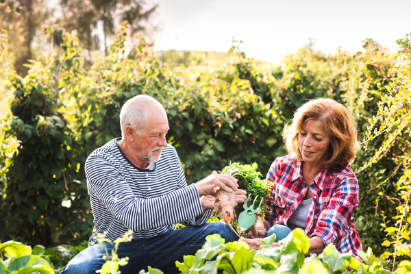 Happy healthy senior couple harvesting vegetables on allotment. Man and woman gardening.