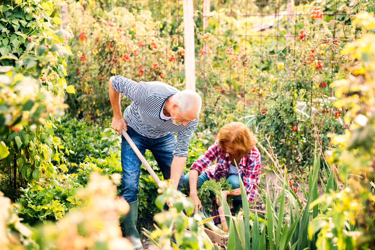 Happy healthy senior couple harvesting vegetables on allotment. Man and woman gardening.