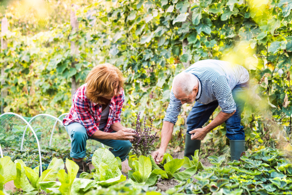 Happy healthy senior couple harvesting vegetables on allotment. Man and woman gardening.