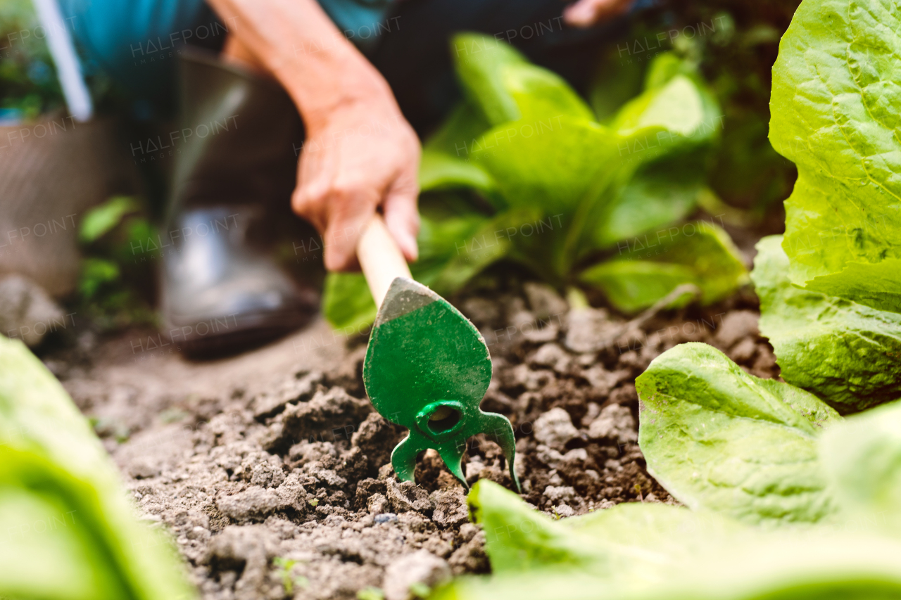 Unrecognizable senior woman harvesting vegetables on allotment. Woman gardening. Close up.