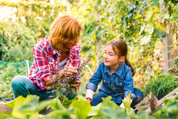 Happy healthy senior woman with her grandaughter harvesting vegetables on allotment. Woman and a small girl gardening.