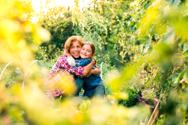 Happy healthy senior woman with her grandaughter harvesting vegetables on allotment. Woman and a small girl gardening.