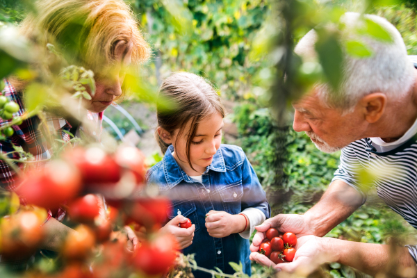 Happy healthy senior couple with their grandaughter harvesting vegetables on allotment. Man, woman and a small girl gardening.