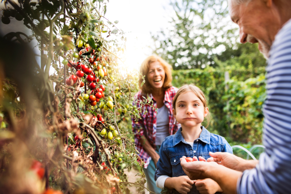 Happy healthy senior couple with their grandaughter harvesting vegetables on allotment. Man, woman and a small girl gardening.