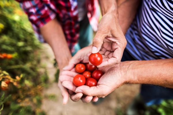 Unrecognizable senior couple harvesting vegetables on allotment. Man and woman gardening.