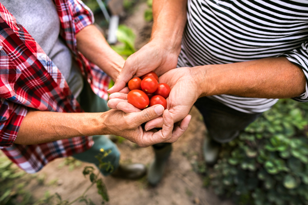 Unrecognizable senior couple harvesting vegetables on allotment. Man and woman gardening.