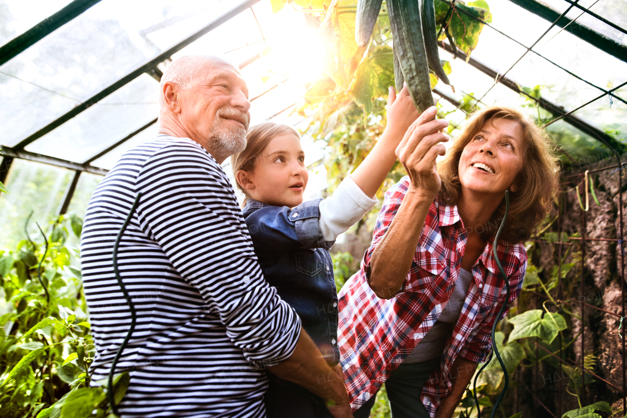 Happy healthy senior couple with their grandaughter harvesting vegetables on allotment. Man, woman and a small girl in the greenhouse.