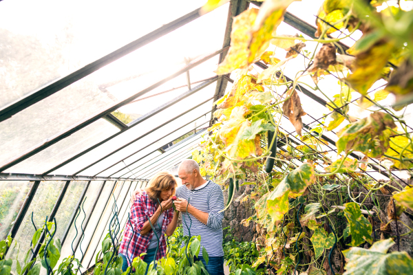 Happy healthy senior couple harvesting vegetables on allotment. Man and woman in the greenhouse.