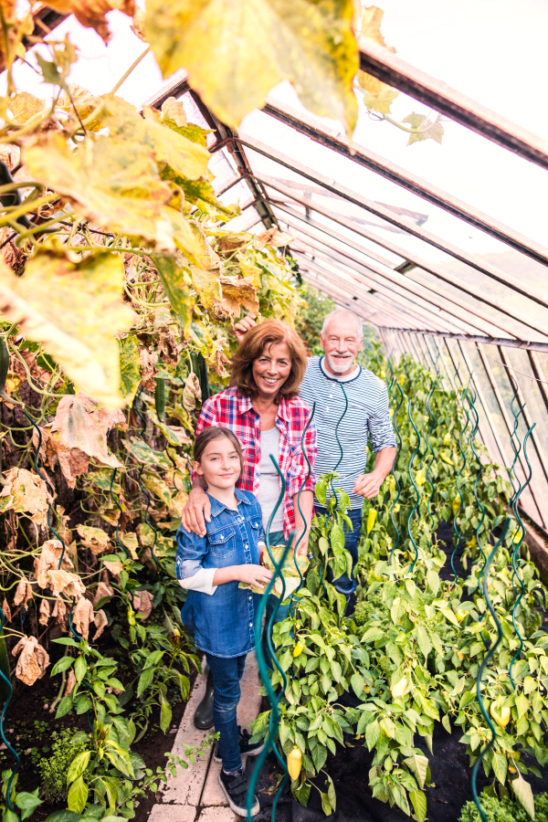 Happy healthy senior couple with their grandaughter harvesting vegetables on allotment. Man, woman and a small girl in the greenhouse.