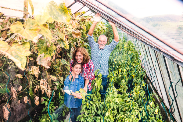 Happy healthy senior couple with their grandaughter harvesting vegetables on allotment. Man, woman and a small girl in the greenhouse.